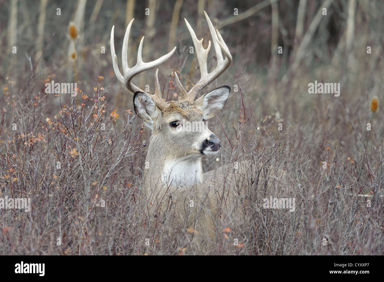 Un bianco-tailed buck in un snowberry patch, western montana Foto Stock