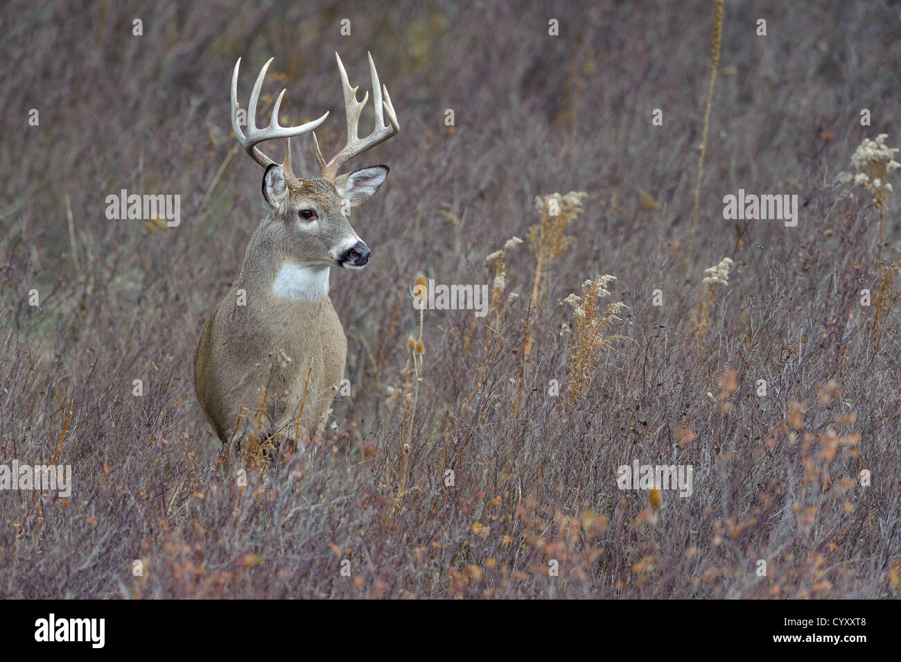 White-tailed Buck in autunno, Western Montana Foto Stock