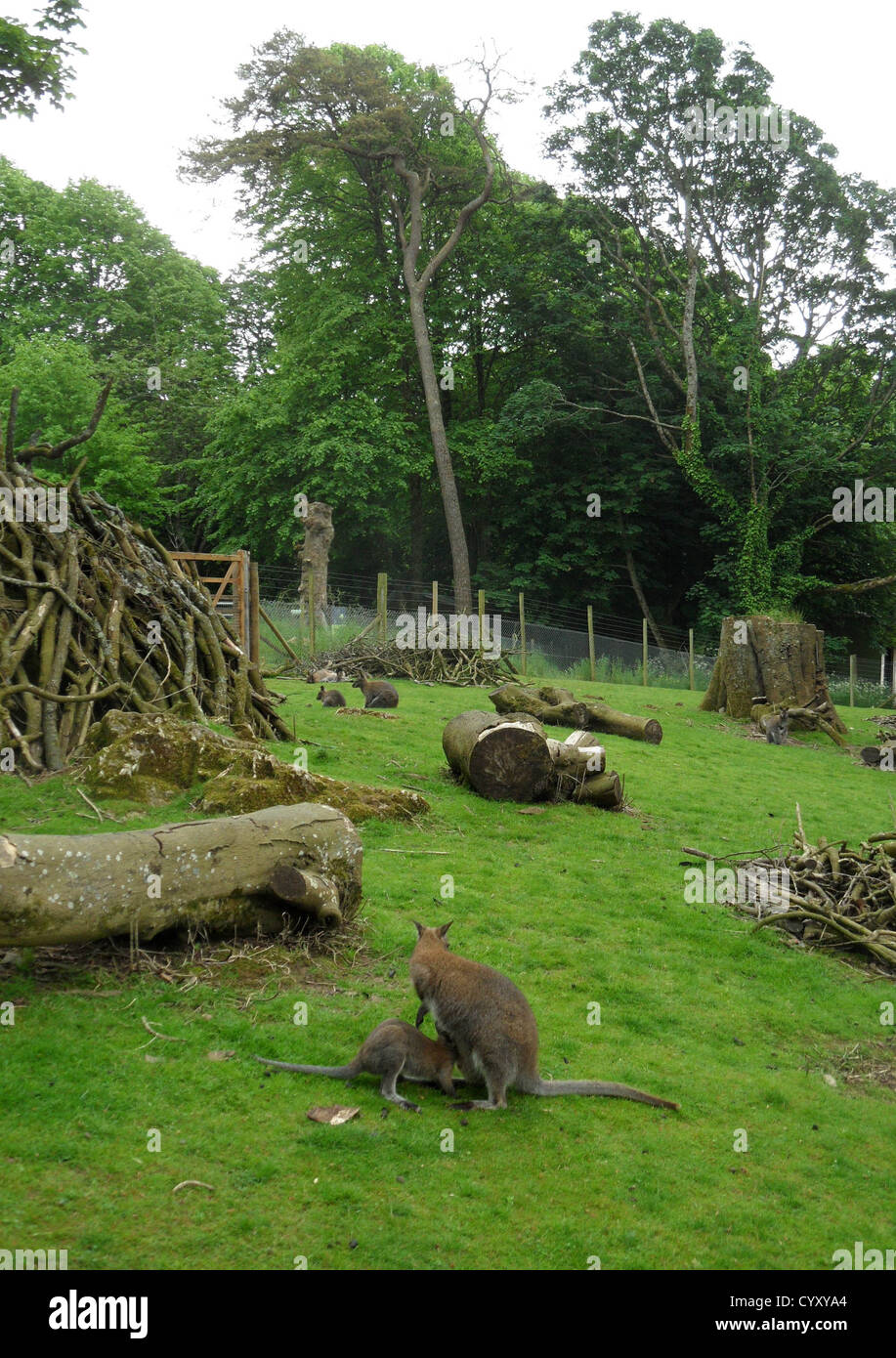 Il presentatore TV Anna Ryder Richardson's Manor House Wildlife Park vicino Tenby nel sud del Galles occidentale. Foto Stock