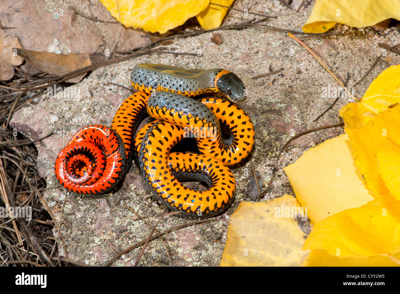 Anello serpente a collo alto Diadophis punctatus Chiricahua Mountains, Cochise County, Arizona, Stati Uniti 19 ottobre adulto Colubridae Foto Stock