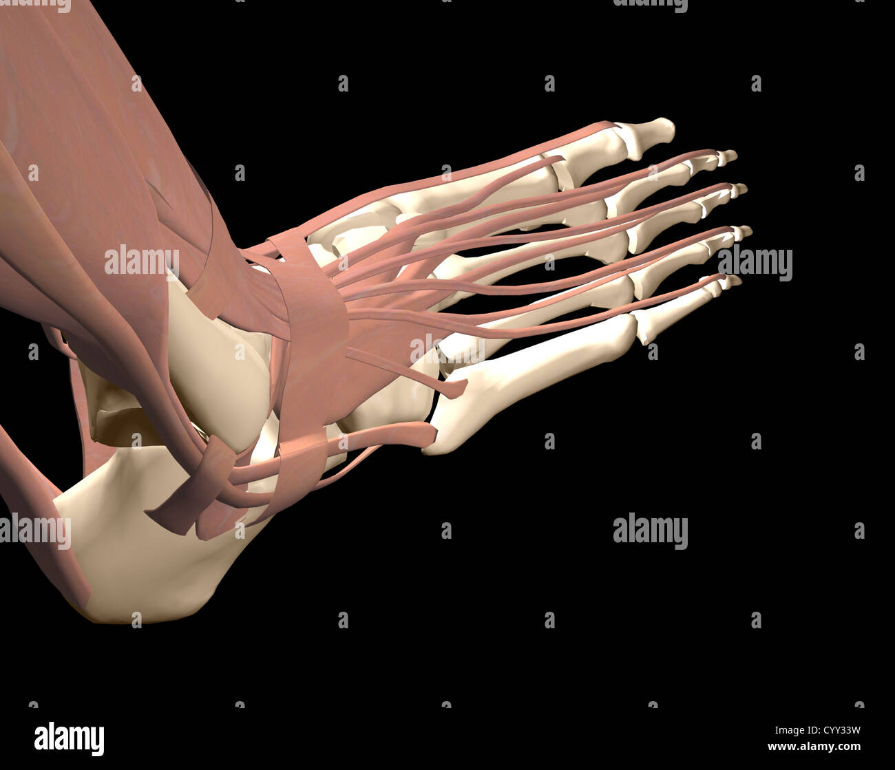 Piede umano anatomia Foto Stock