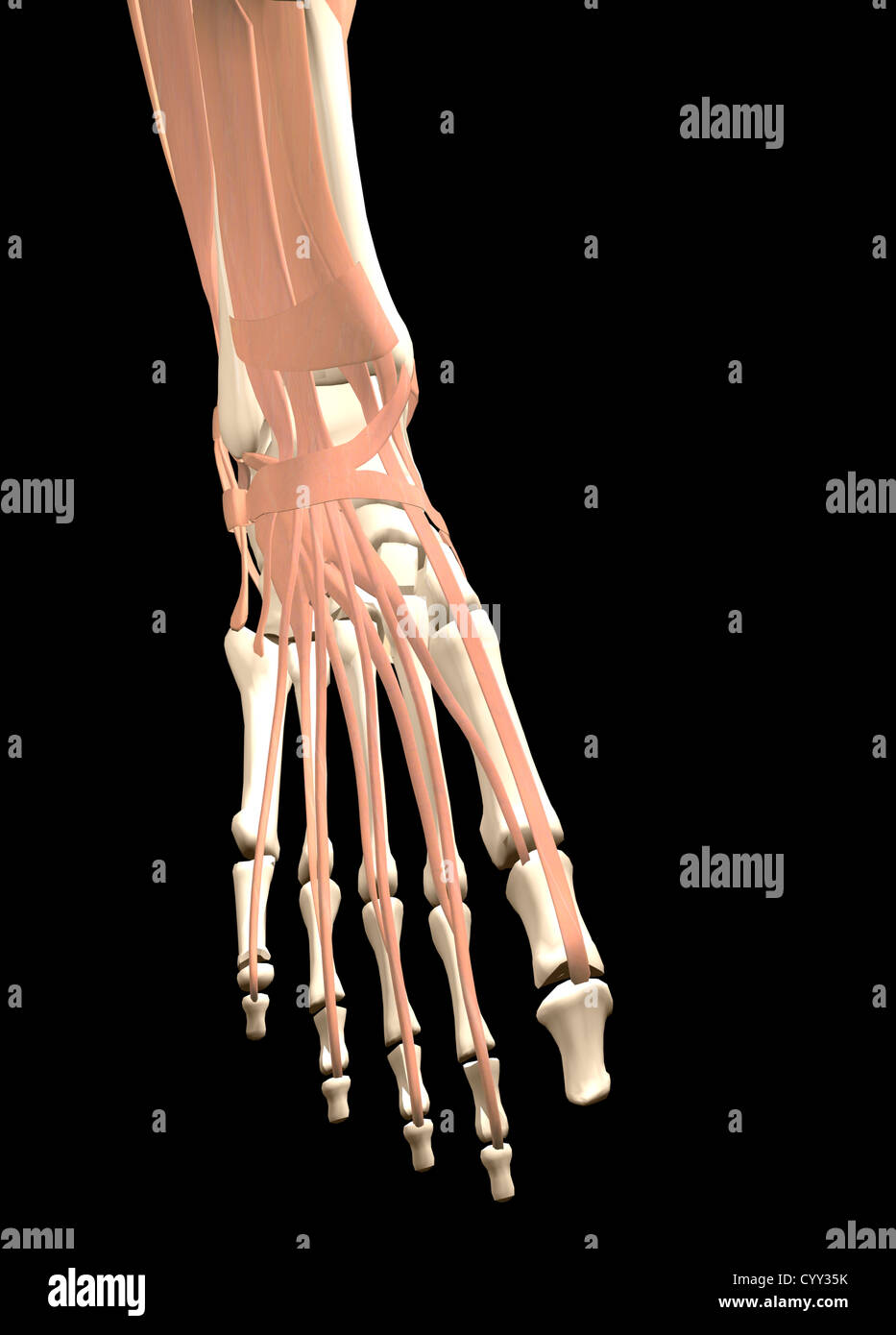 Piede umano anatomia Foto Stock