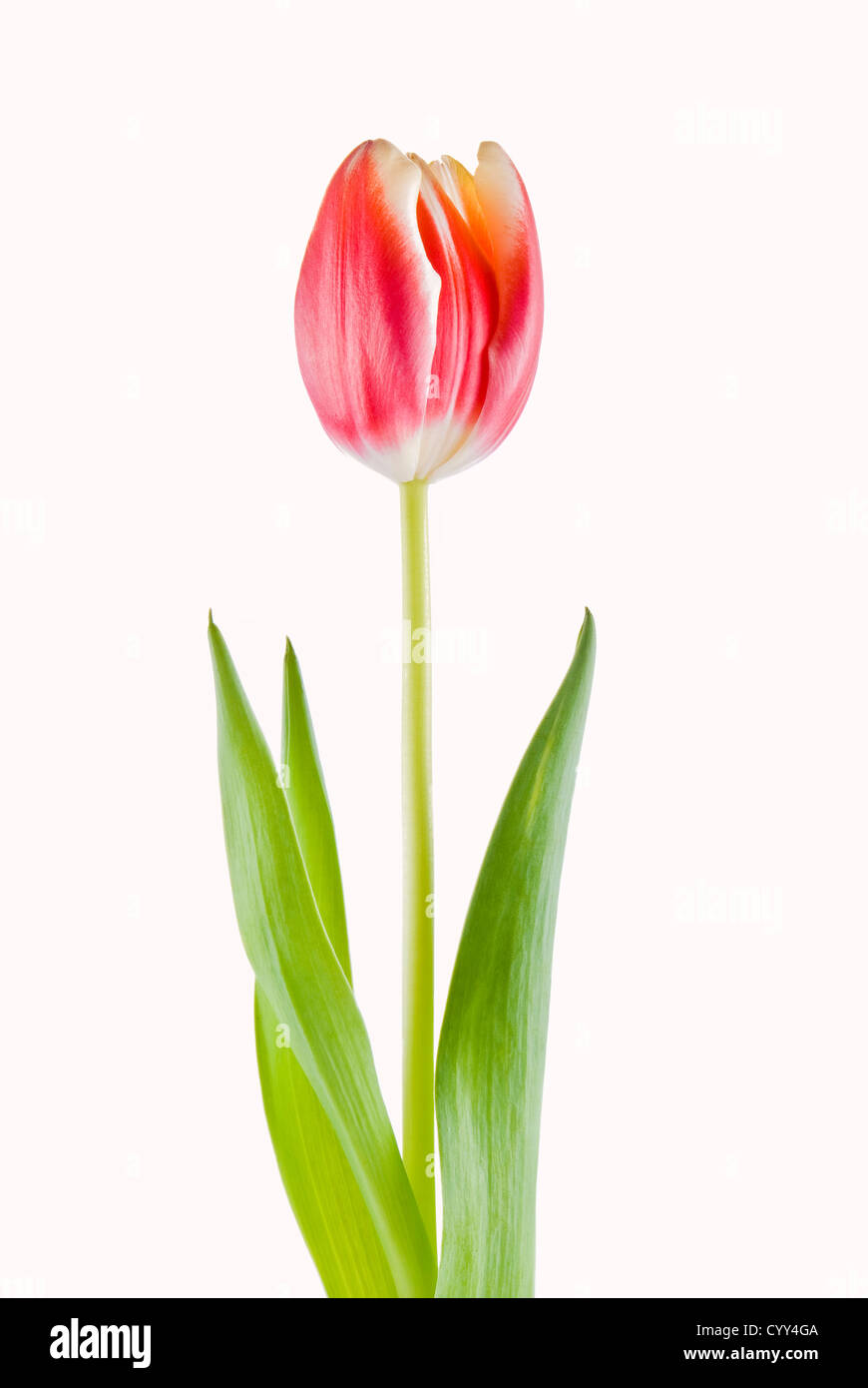 Uno tulip isolate su sfondo bianco Foto Stock