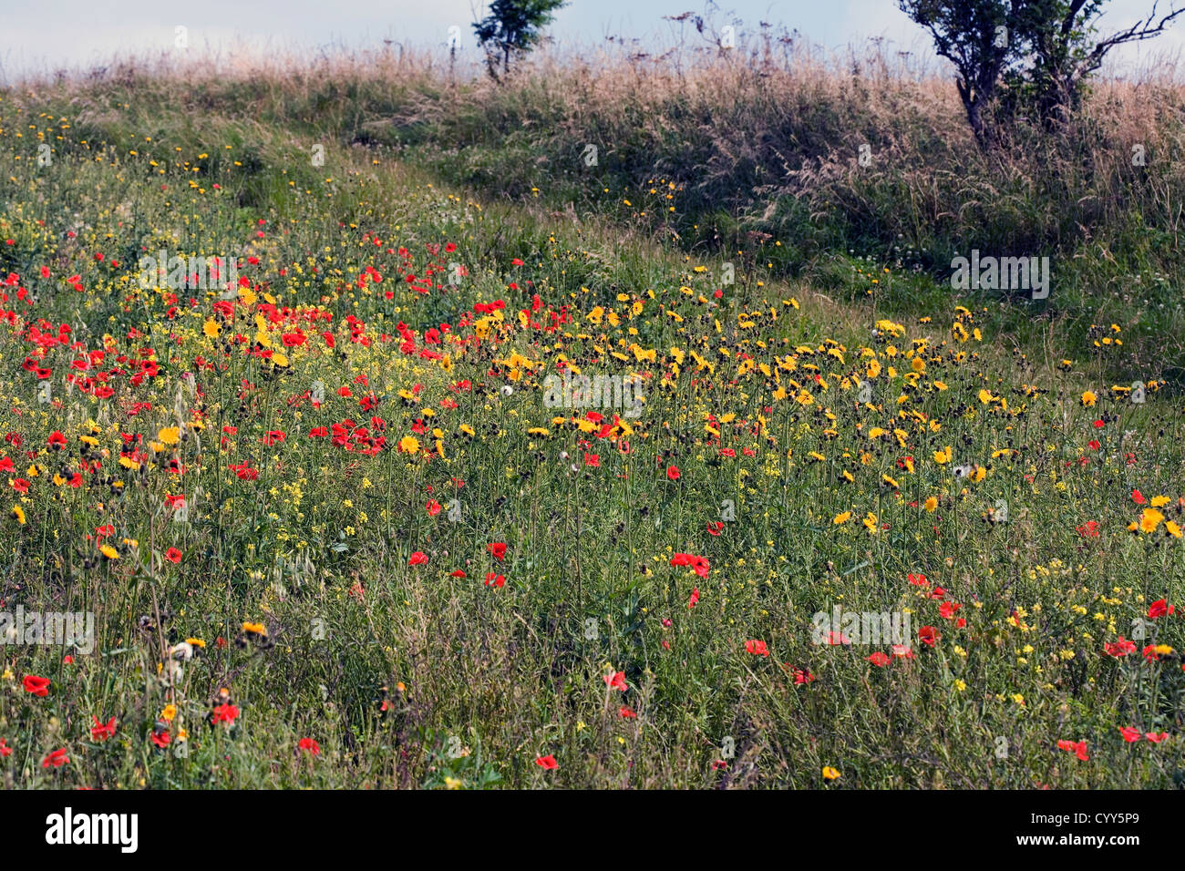 Lontano di papaveri e perenne Sow-thistle sopra il villaggio di Millington Yorkshire Wolds Inghilterra Foto Stock
