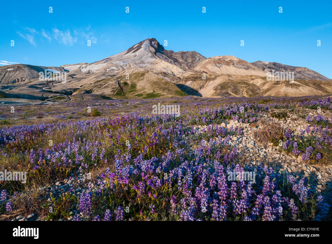 Lupino penstemon e sulla pianura di pomice, ventoso Trail, Mount Saint Helens National Volcanic Monument, Washington. Foto Stock