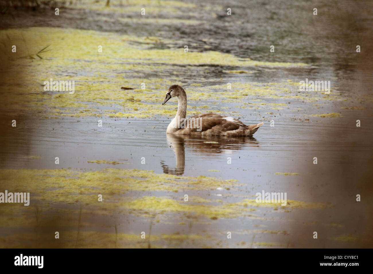 Giovani swan presa attraverso gli alberi e riflessa nelle acque cristalline del lago Foto Stock