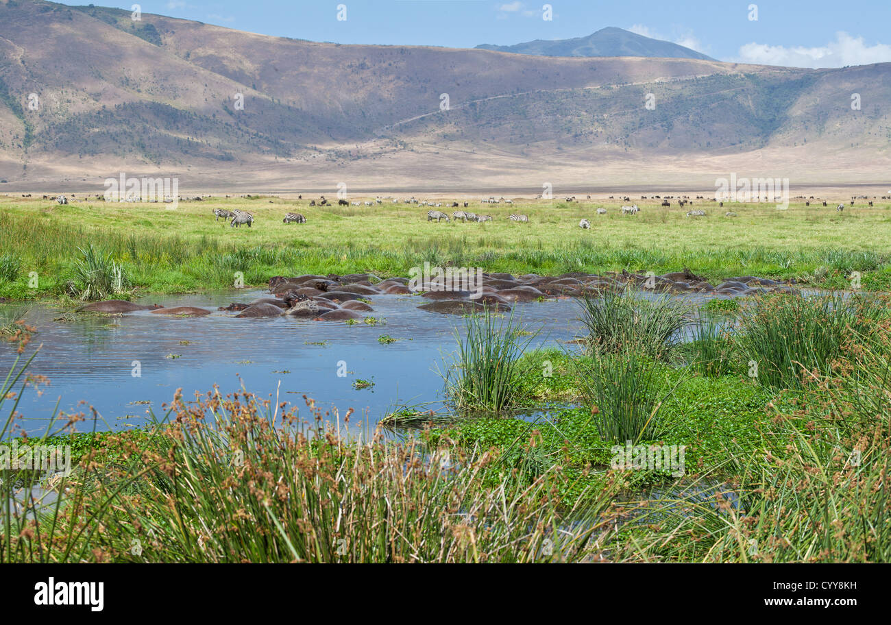 Un gruppo di ippopotami immergendosi in acqua a Watering Hole come una mandria di zebre e GNU pascolano nelle vicinanze. Il cratere di Ngorongoro, Tanzania Foto Stock