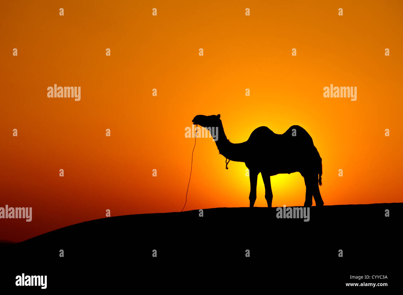 Il paesaggio del deserto con il cammello al tramonto Foto Stock