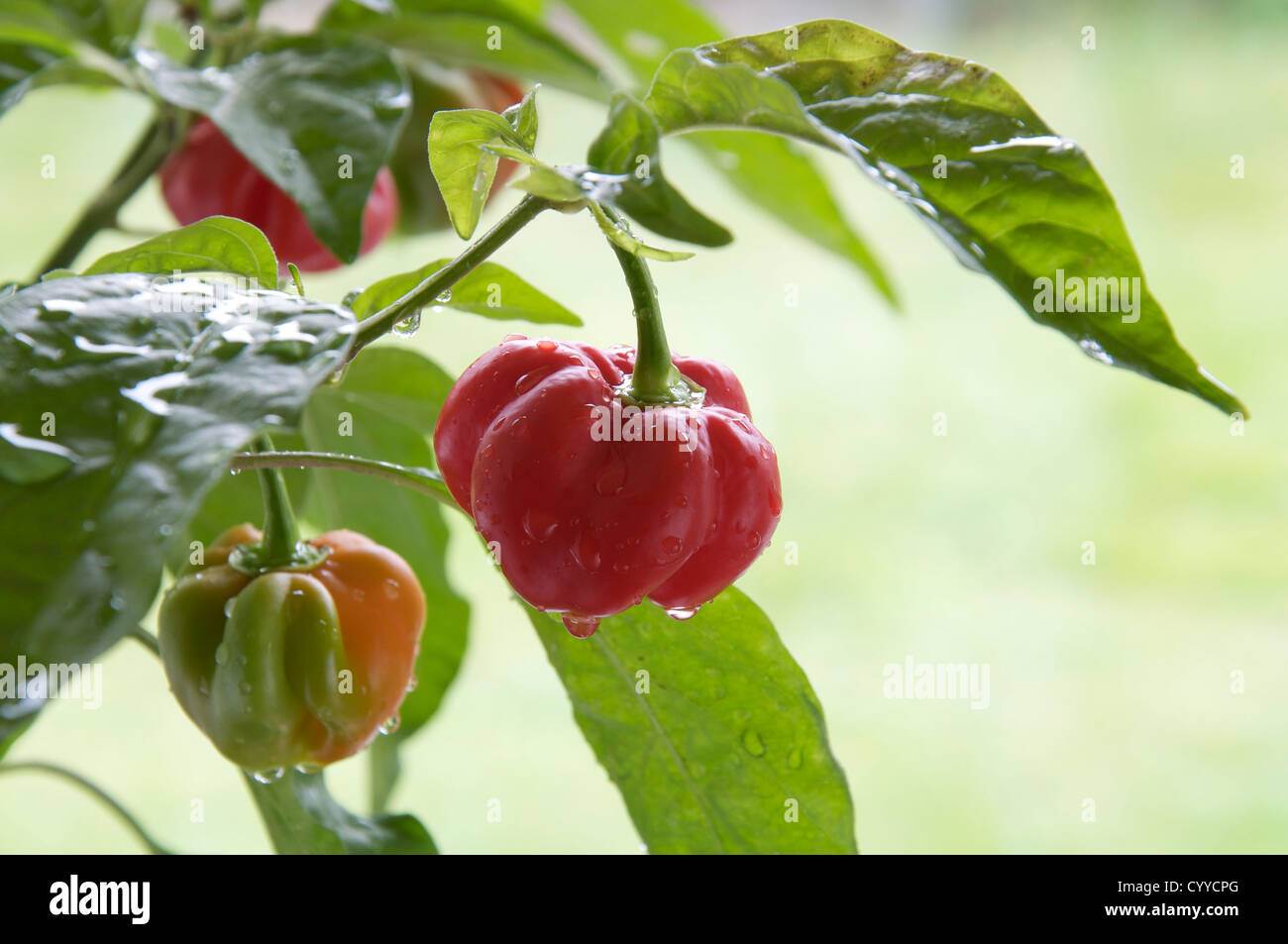 Molto fiery Scotch Bonnet piccante peperoni "Capsicum Chinensis' ancora in fase di crescita e di maturazione sulla pianta. Essi si trovano principalmente nelle isole dei Caraibi. Foto Stock