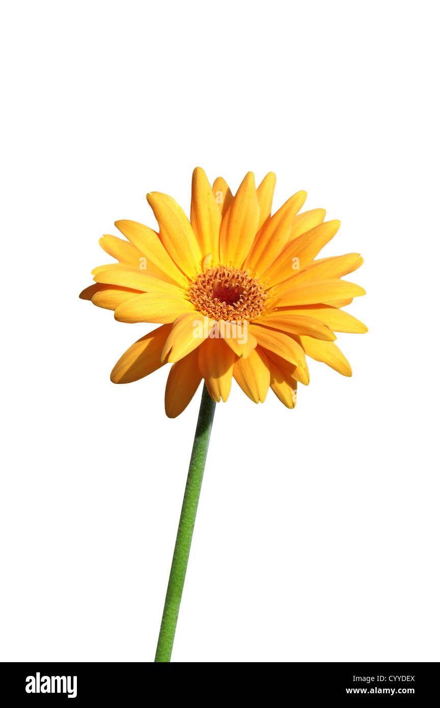 Gerbera gialla close up su sfondo bianco Foto Stock