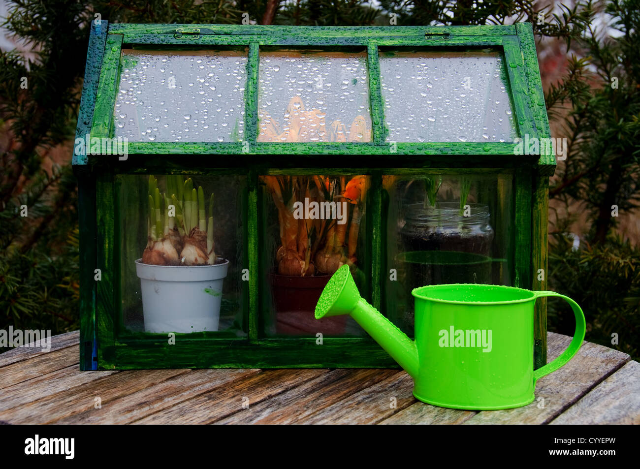 Una mini serra e un annaffiatoio fuori in un giardino in un giorno di pioggia Foto Stock