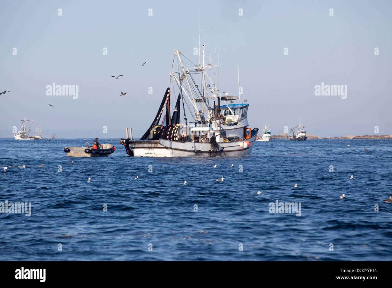 I pescatori tirare le loro catture sulla baia di Monterey in California. Foto Stock