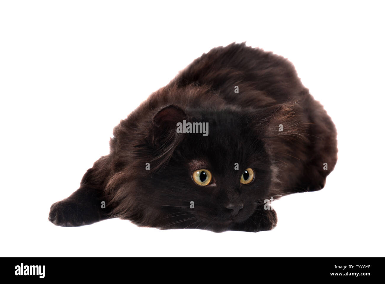 Un lungo pelo gattino nero Foto Stock