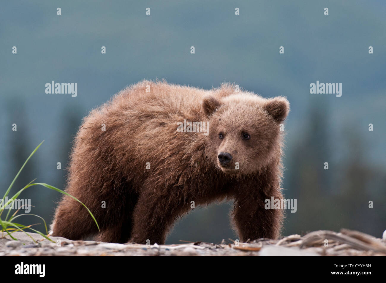 Brown Bear Cub; il Parco Nazionale del Lago Clark, AK Foto Stock