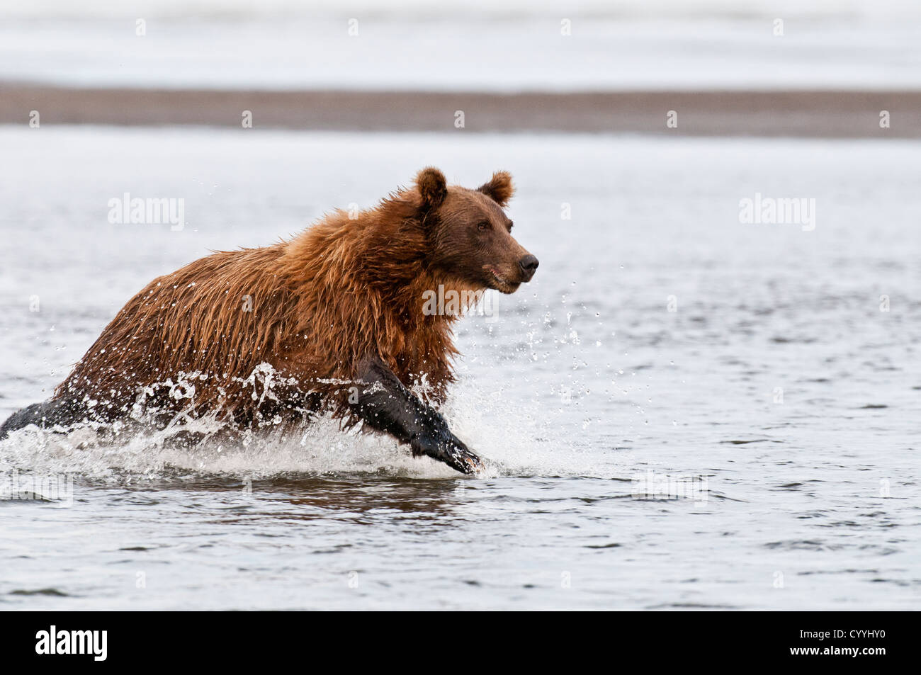 Orso bruno a caccia di salmone; il Parco Nazionale del Lago Clark, AK Foto Stock