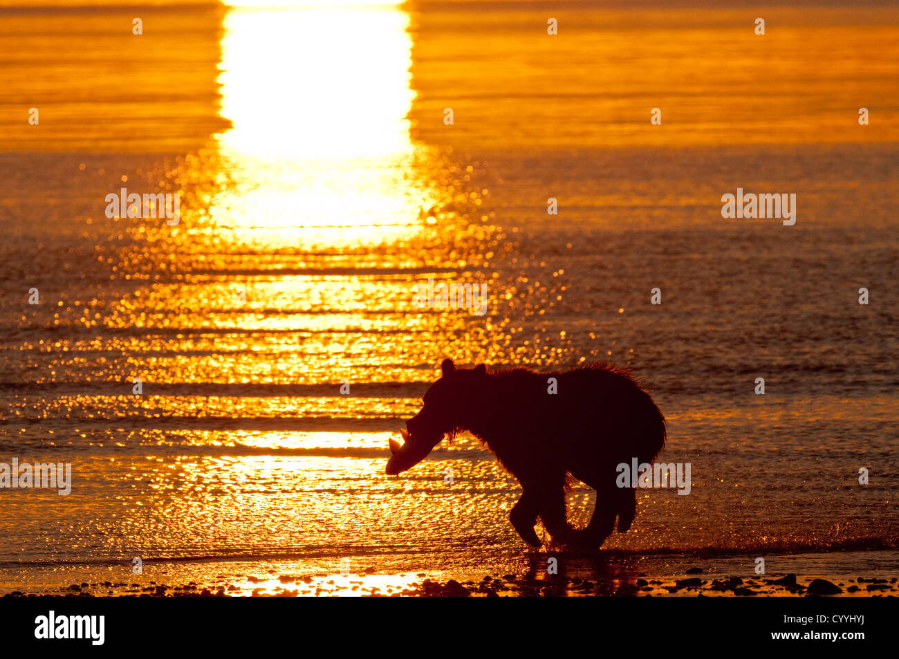 Orso bruno in esecuzione con Salmone al sunrise; il Parco Nazionale del Lago Clark, AK Foto Stock