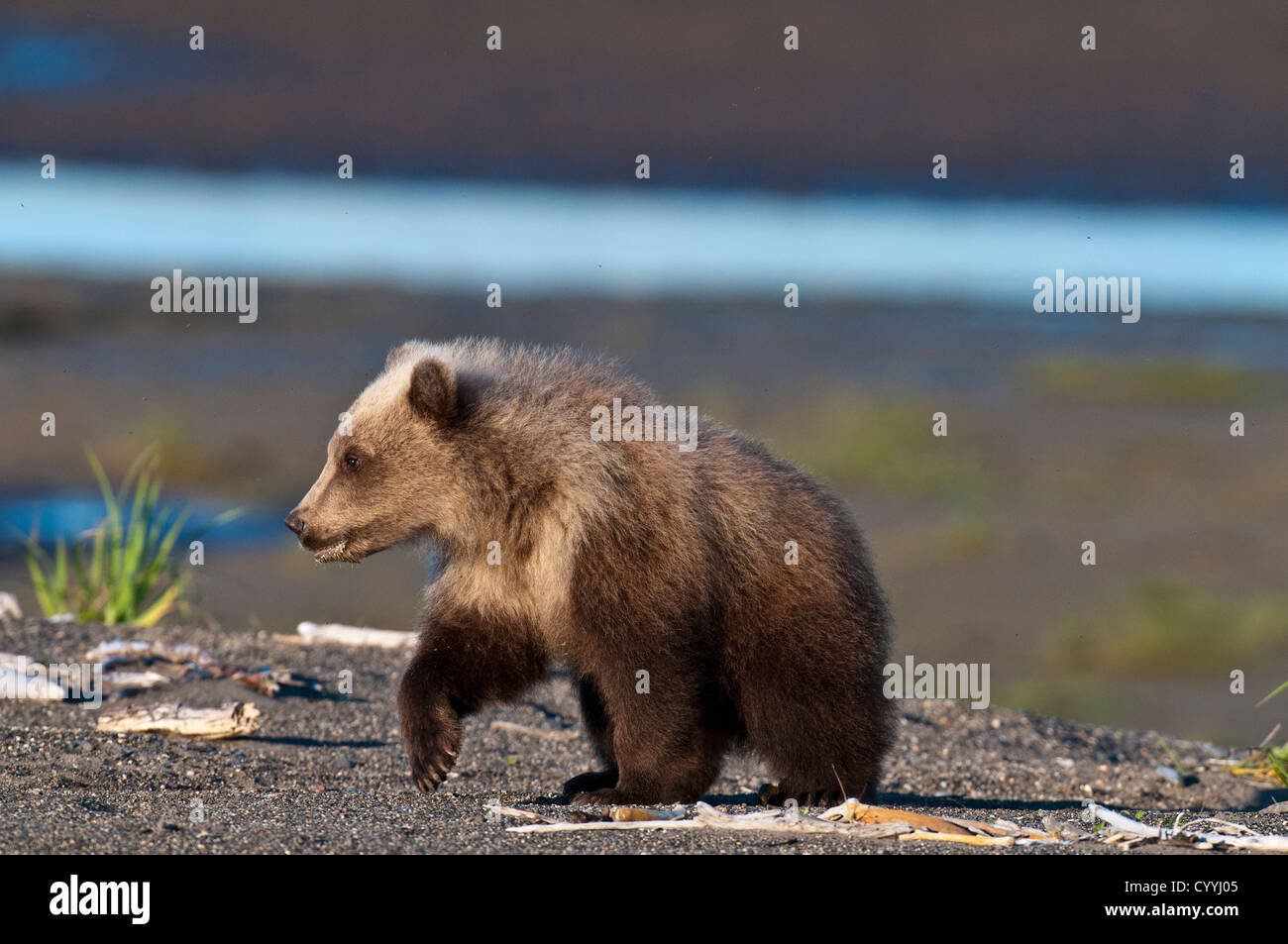 Brown Bear Cub; il Parco Nazionale del Lago Clark, AK Foto Stock
