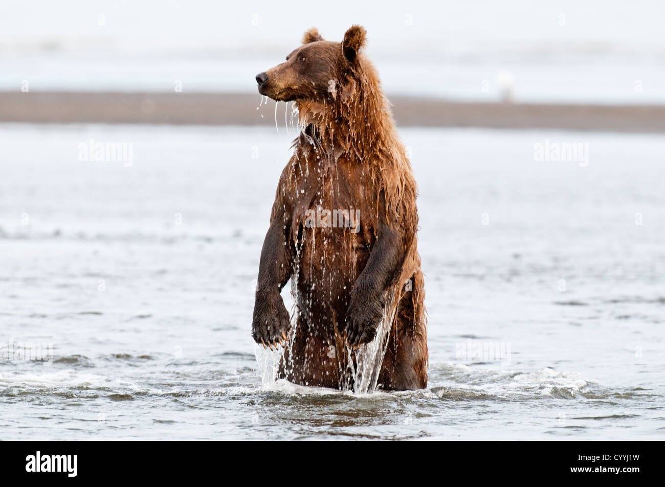 Orso bruno pesca; il Parco Nazionale del Lago Clark, AK Foto Stock