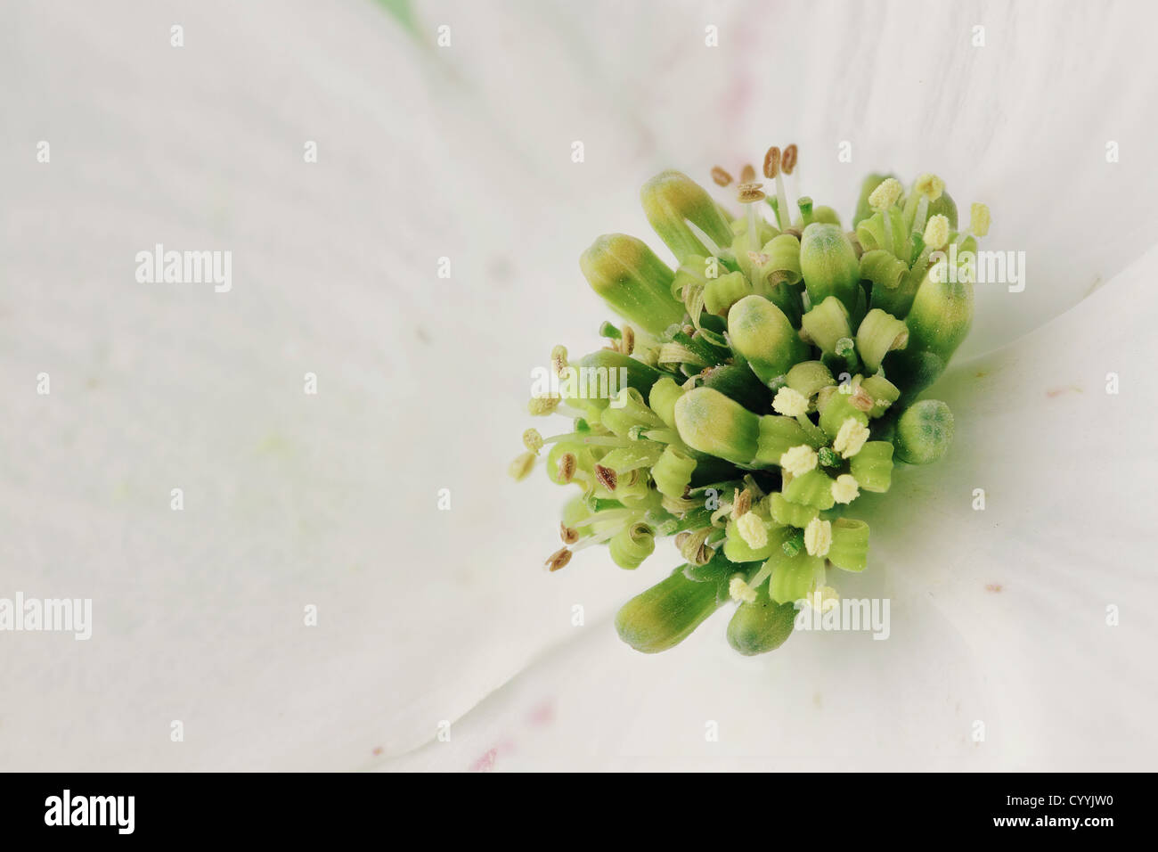 Abstract di un macro estreme di un bianco Sanguinello blossom. Foto Stock