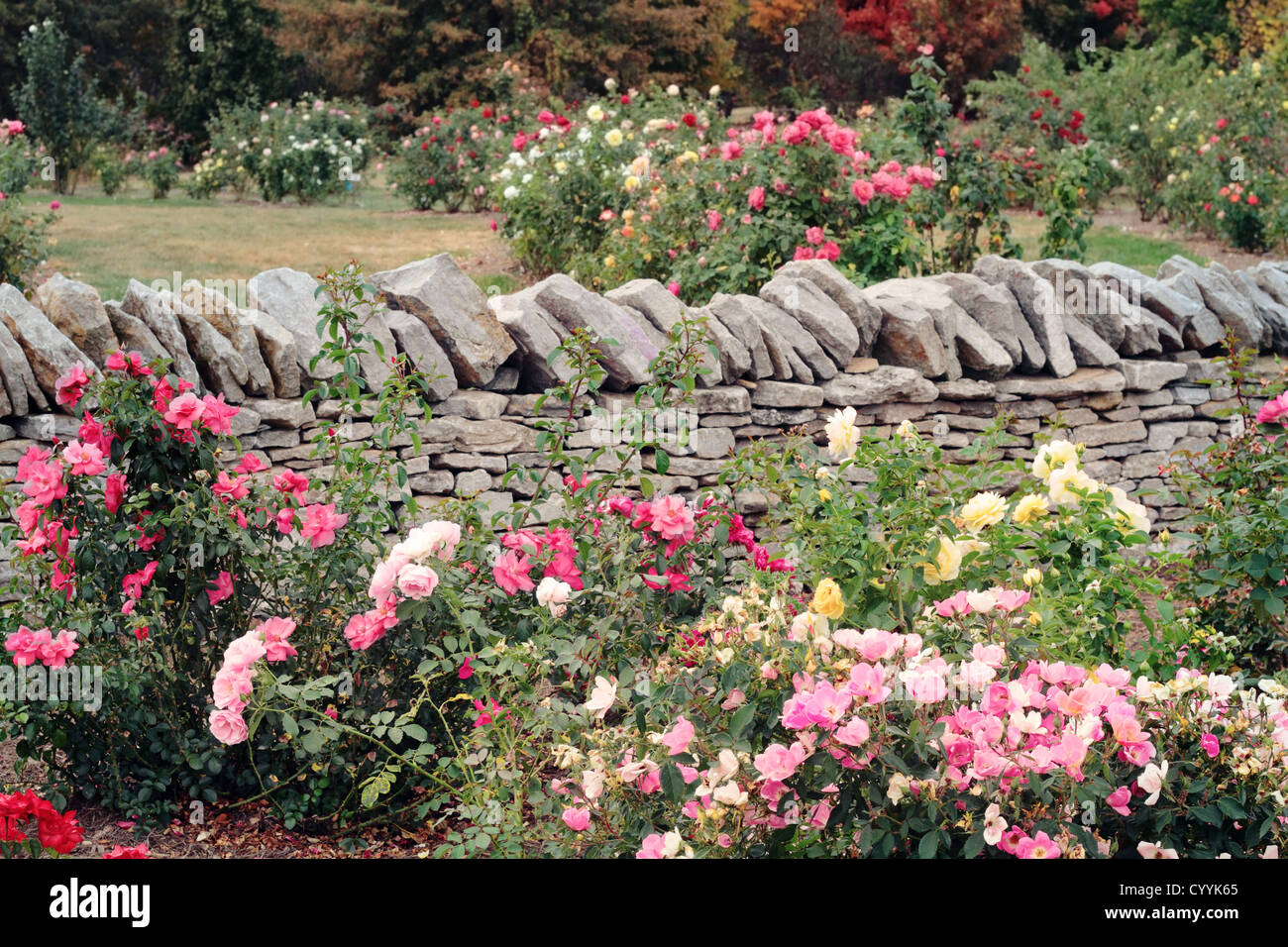 Varie le rose che crescono in un giardino formale contro una parete di roccia. Foto Stock