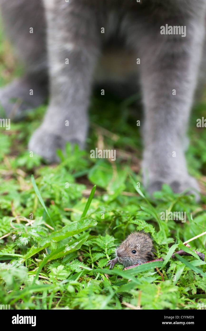 Gatto grigio dopo la caccia un mouse su un gree erba Foto Stock