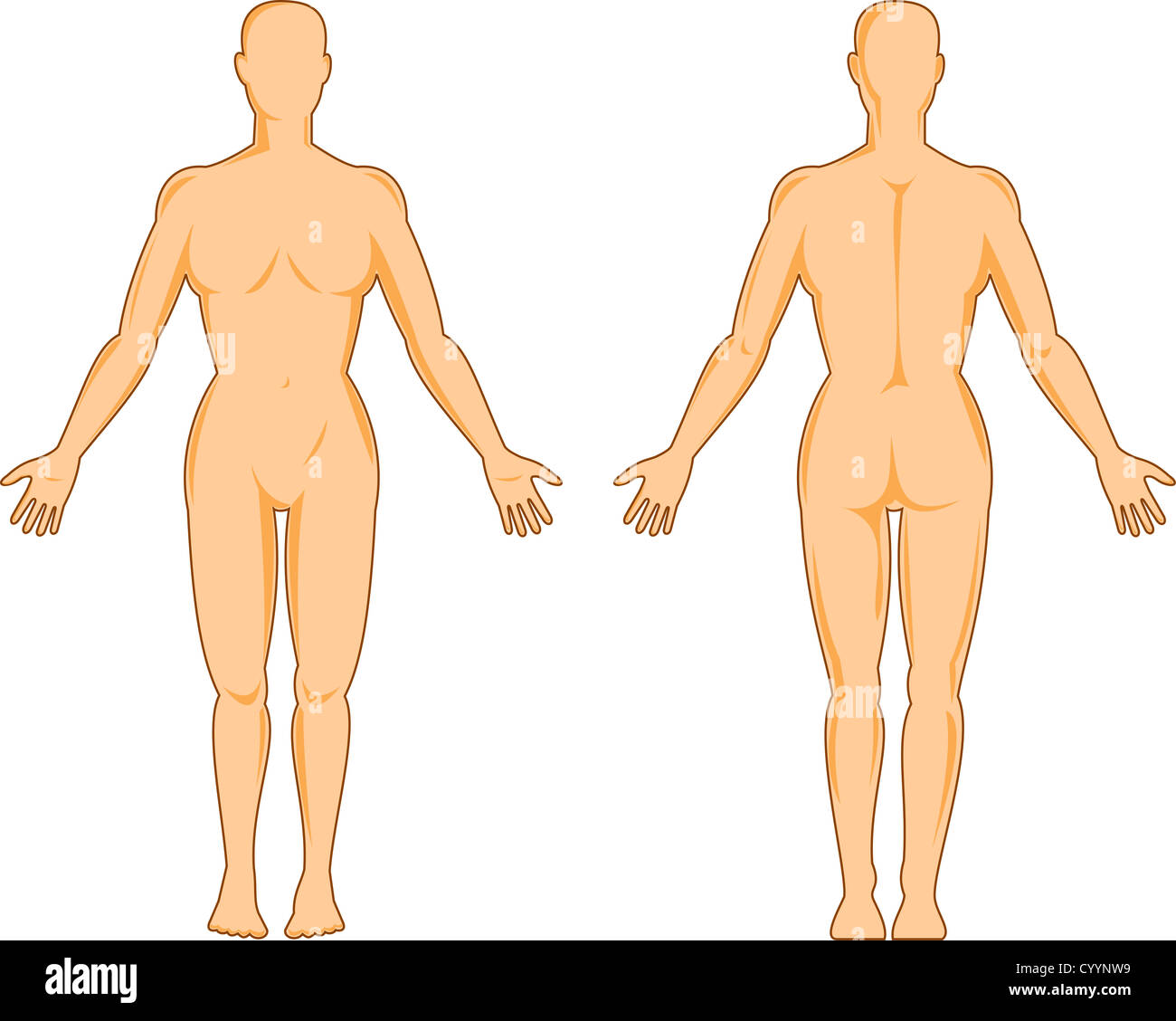 Illustrazione di anatomia umana che mostra una donna in piedi su sfondo isolato Foto Stock
