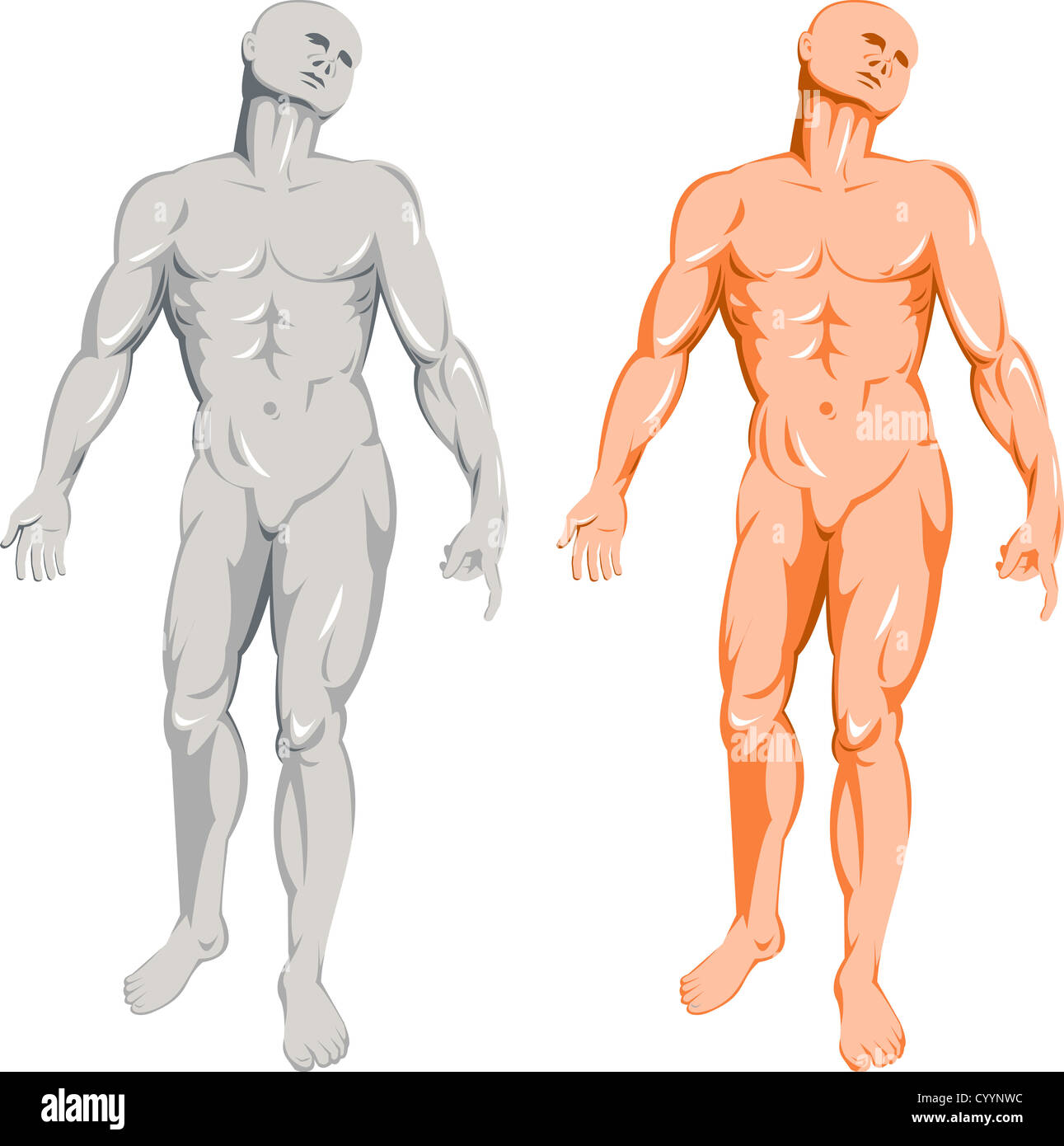 Illustrazione di anatomia umana che mostra un maschio in piedi su sfondo isolato Foto Stock