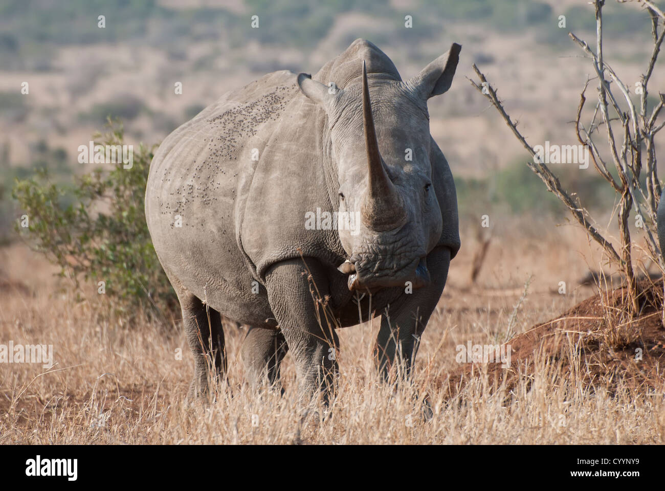 White Rhino nel Parco Nazionale di Kruger, Sud Africa, coperto dalle mosche Foto Stock