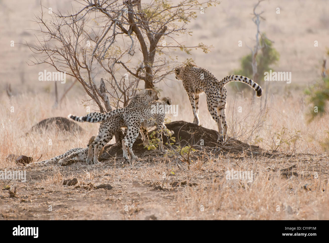 Ghepardo famiglia e si estende su un formicaio, Kruger National Park, Sud Africa Foto Stock