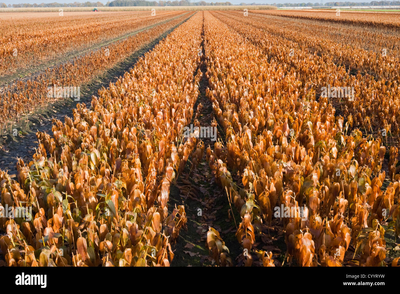 Appassì, gigli marrone su un campo agricolo Foto Stock