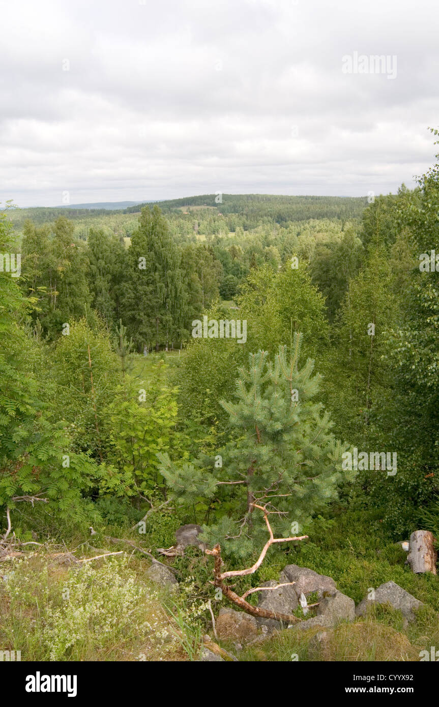 Foresta svedese Svezia foreste di pino alberi legno Industria del legno delle foreste di pini Scandinavia Scandinavia Foto Stock