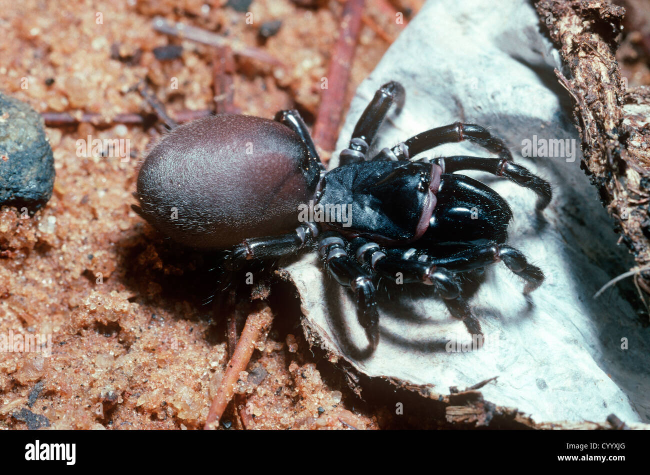 Borsetta spider web (Sphodros atlanticus: Atypidae) femmina, seduti su la seta della sua borsa web S. Carolina, STATI UNITI D'AMERICA Foto Stock