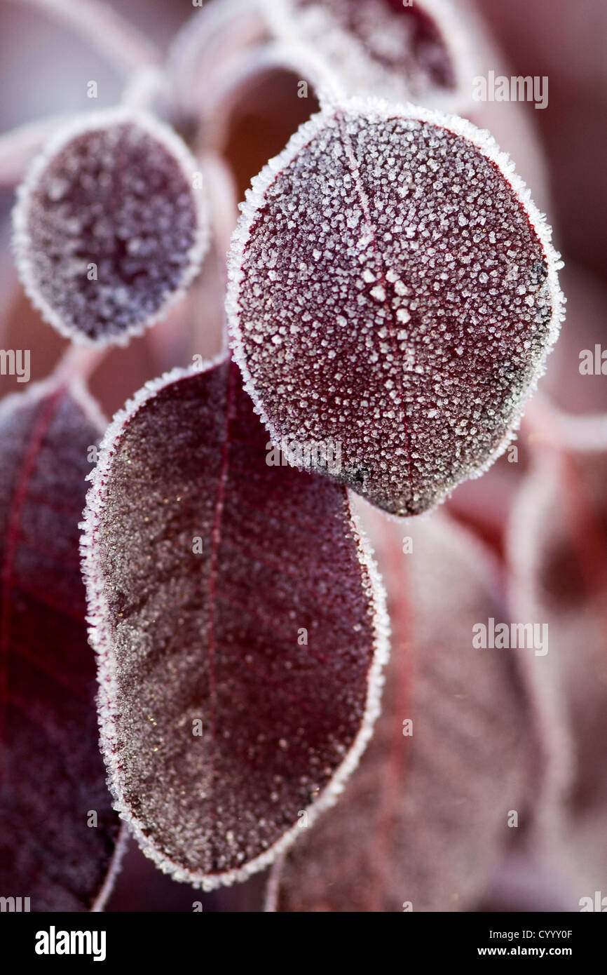 Cotinus coggygria 'Royal Purple' orlata di ottobre frost Foto Stock