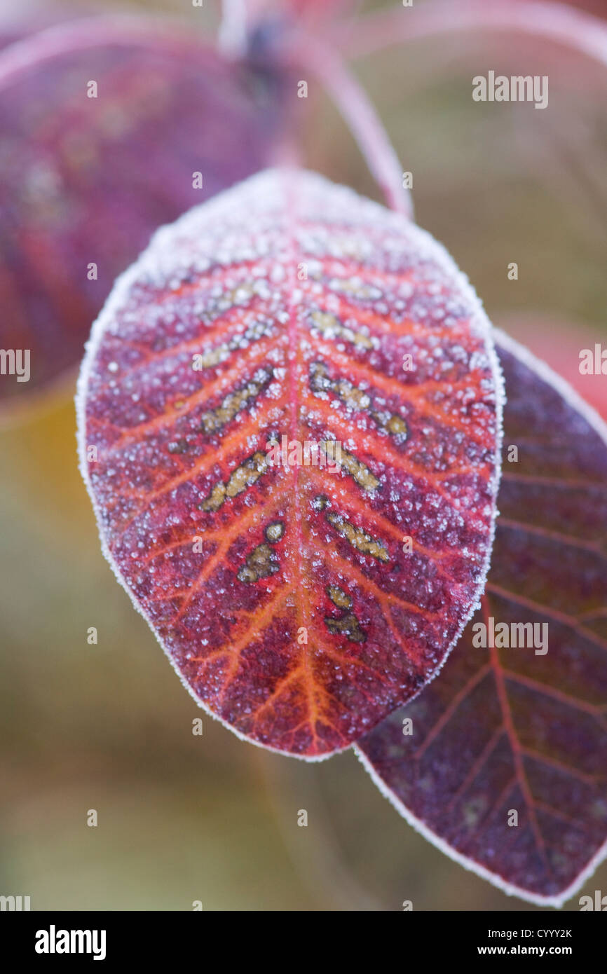 Cotinus coggygria 'Royal Purple' orlata di ottobre frost Foto Stock