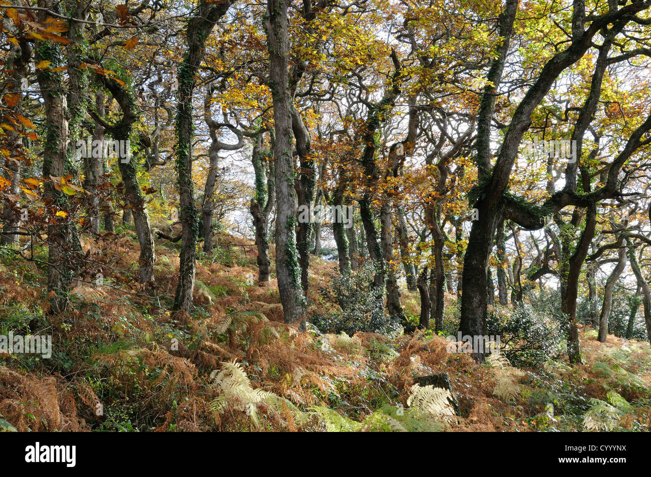 Lawrenny antichi boschi di quercia gallese Bosco in autunno Pembrokeshire Wales Cymru REGNO UNITO GB Foto Stock
