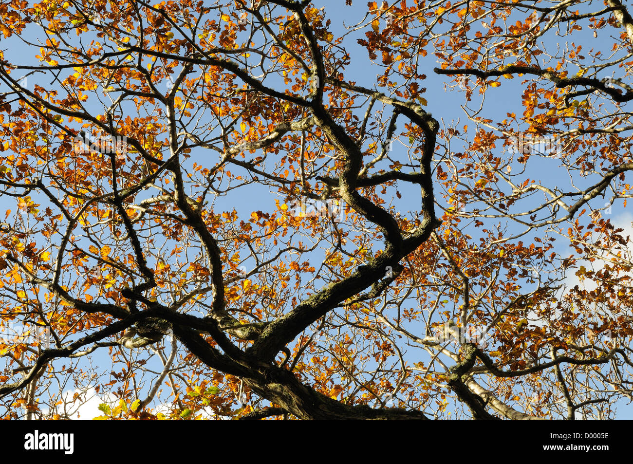 Rami di Lawrenny antichi boschi di quercia in autunno Pembrokeshire Wales Cymru REGNO UNITO GB Foto Stock