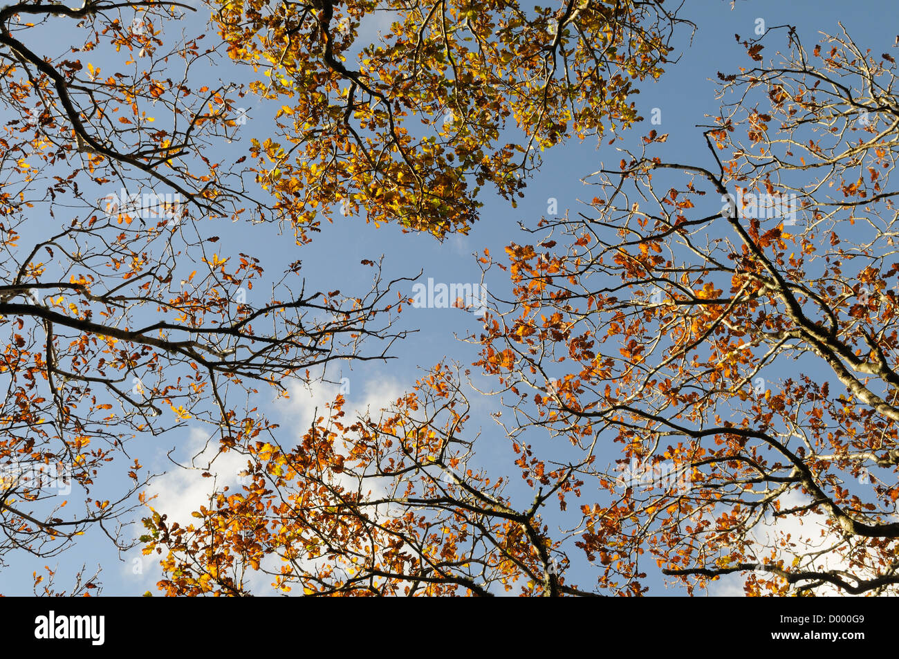 La tettoia di antico bosco di querce lascia contro un cielo blu Lawrenny Pembrokeshire Wales Cymru REGNO UNITO GB Foto Stock
