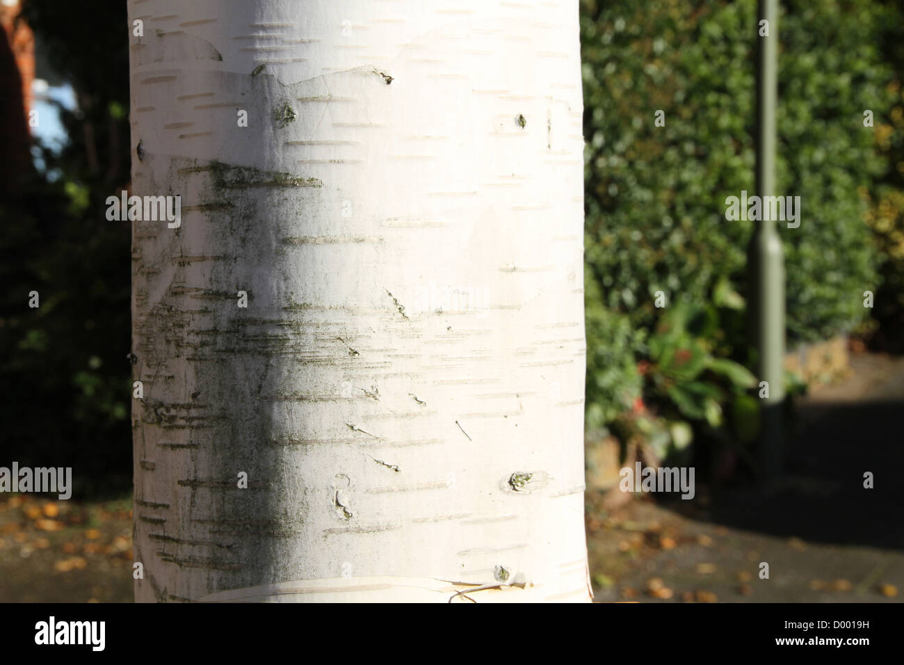 Silver birch tronco di albero da vicino Foto Stock