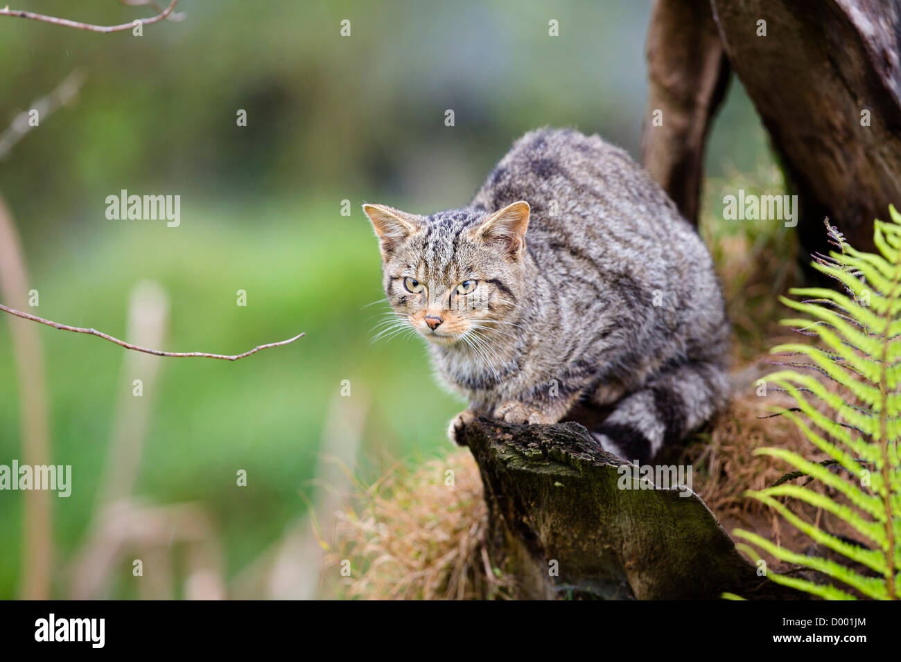 Il gatto selvatico; Felix sylvestris; captive; Regno Unito Foto Stock