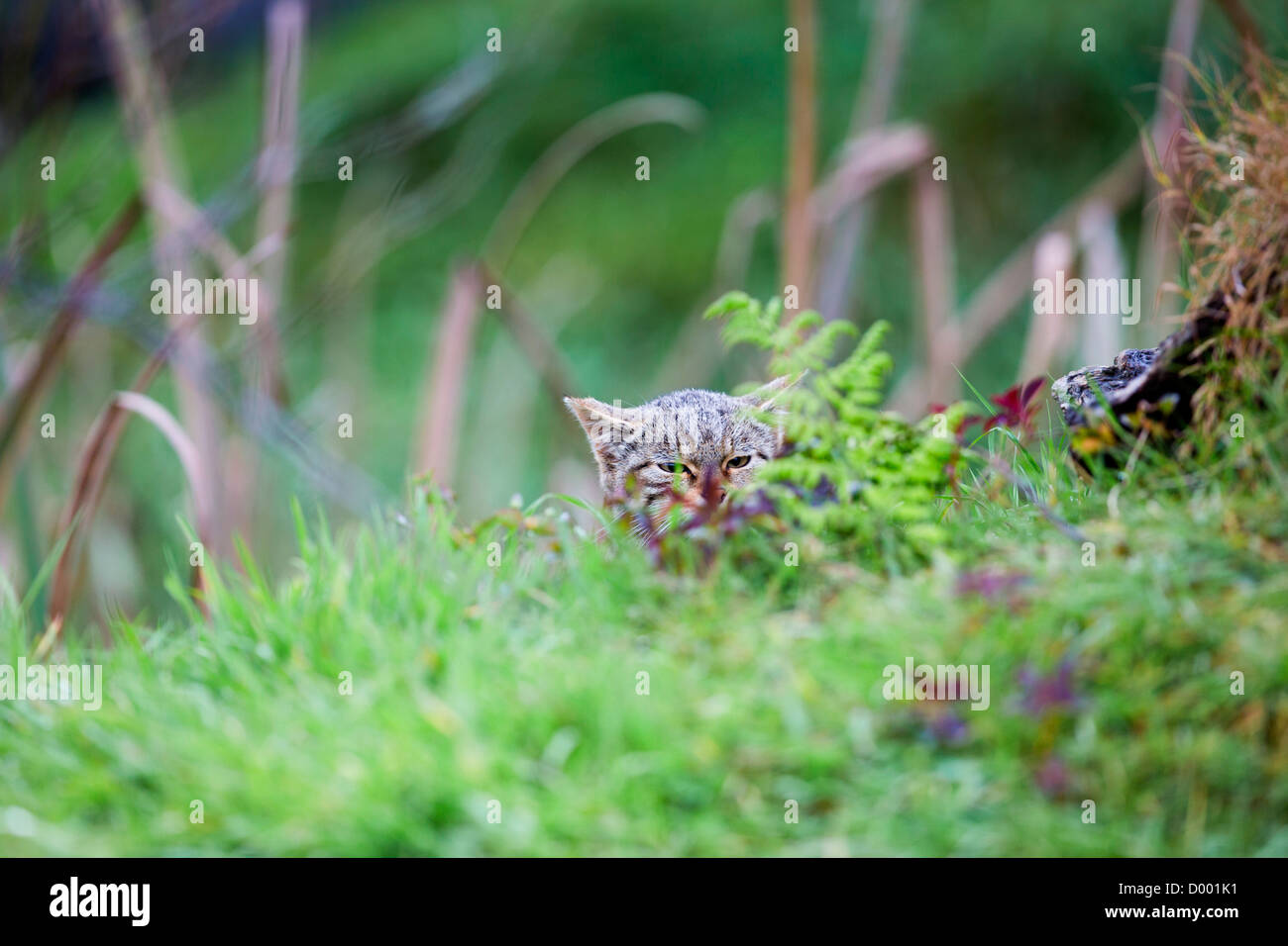 Il gatto selvatico; Felix sylvestris; captive; Regno Unito Foto Stock