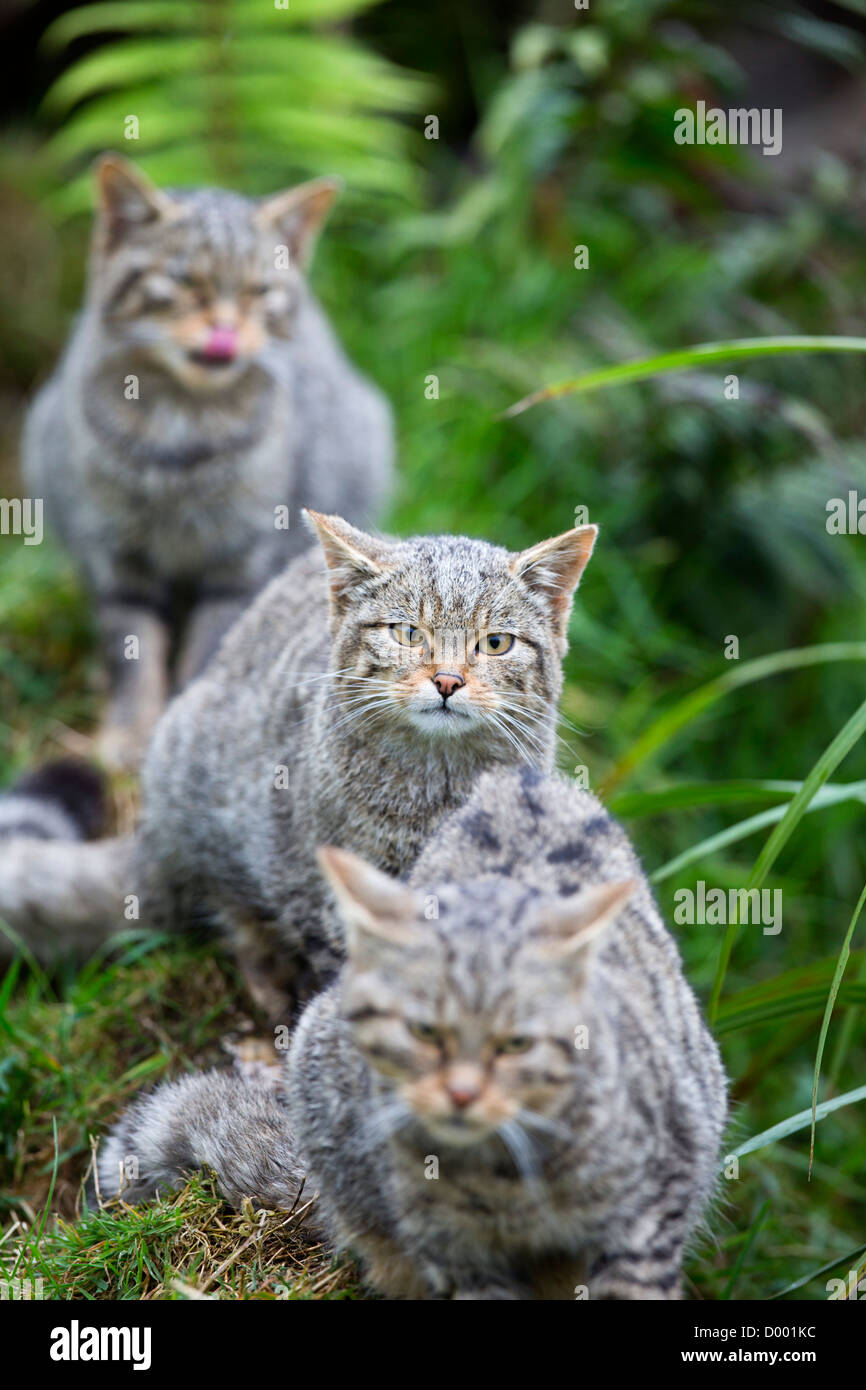 Gatti selvatici; Felix sylvestris; captive; Regno Unito Foto Stock