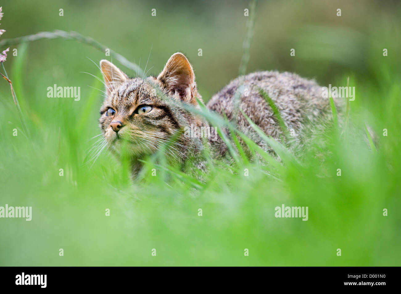 Il gatto selvatico; Felix sylvestris; captive; Regno Unito Foto Stock