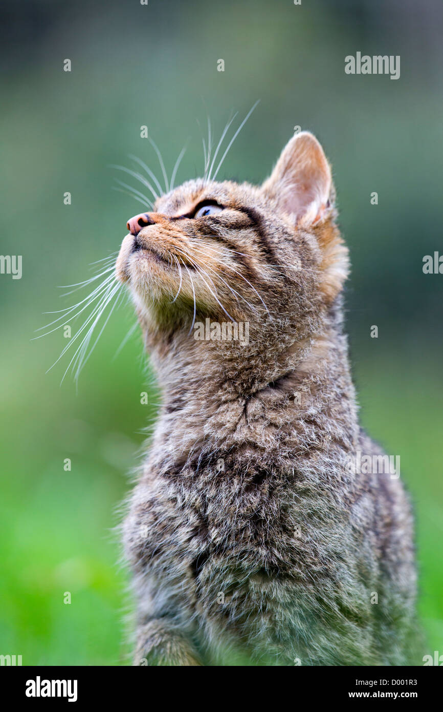 Il gatto selvatico; Felix sylvestris; captive; Regno Unito Foto Stock