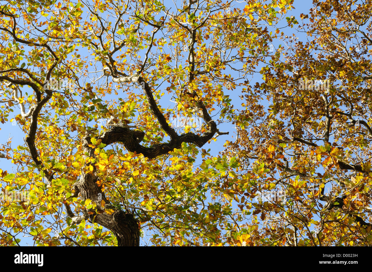 Twisted quercia in autunno Lawrenny antico bosco di querce Pembrokeshire Wales Cymru REGNO UNITO GB Foto Stock