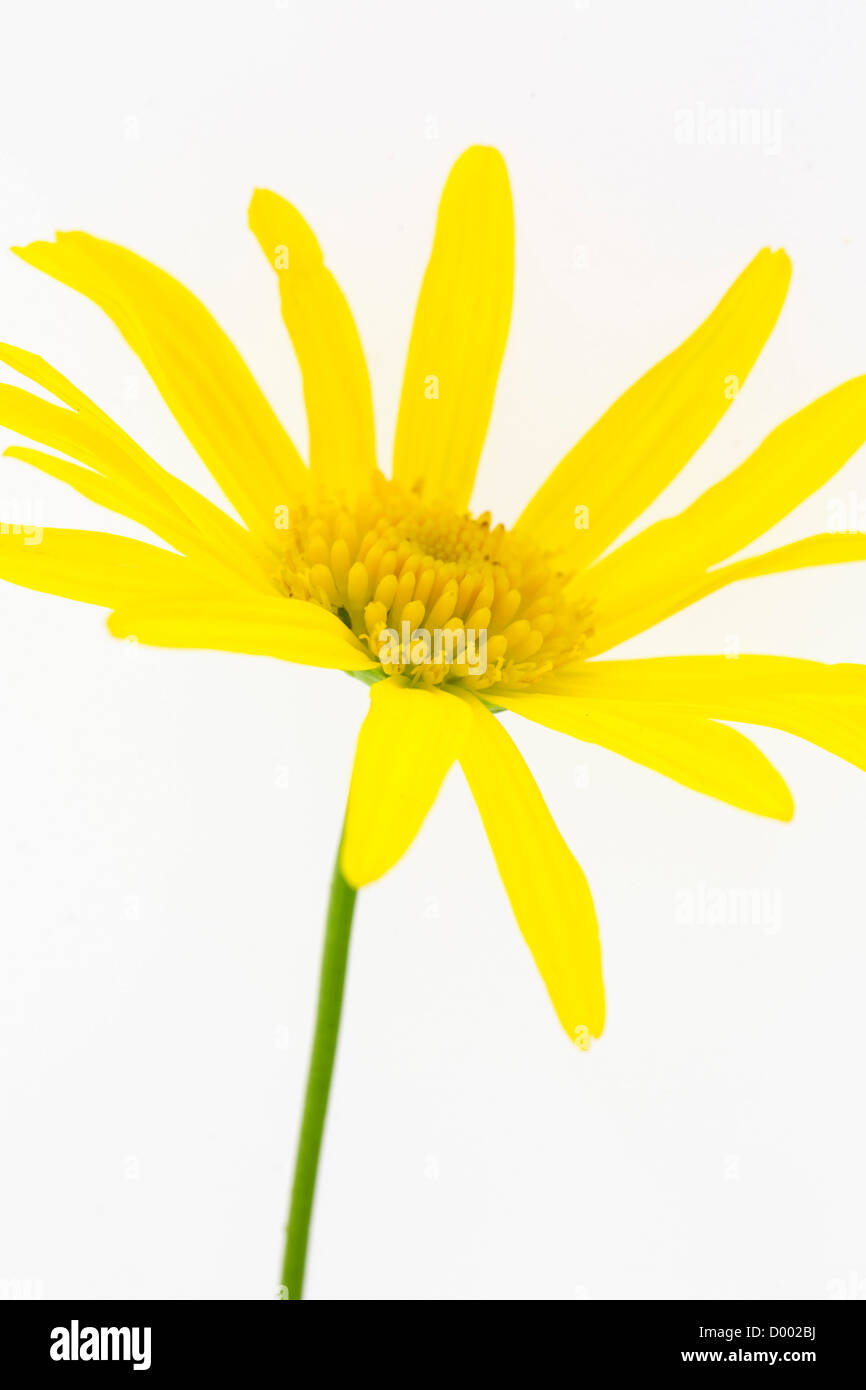 Fiore giallo su sfondo bianco Foto Stock
