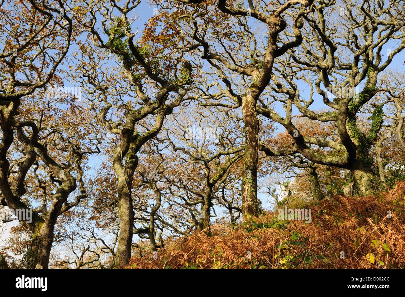 Lawrenny boschi in autunno antica foresta di lecci Pembrokeshire Wales Cymru REGNO UNITO GB Foto Stock