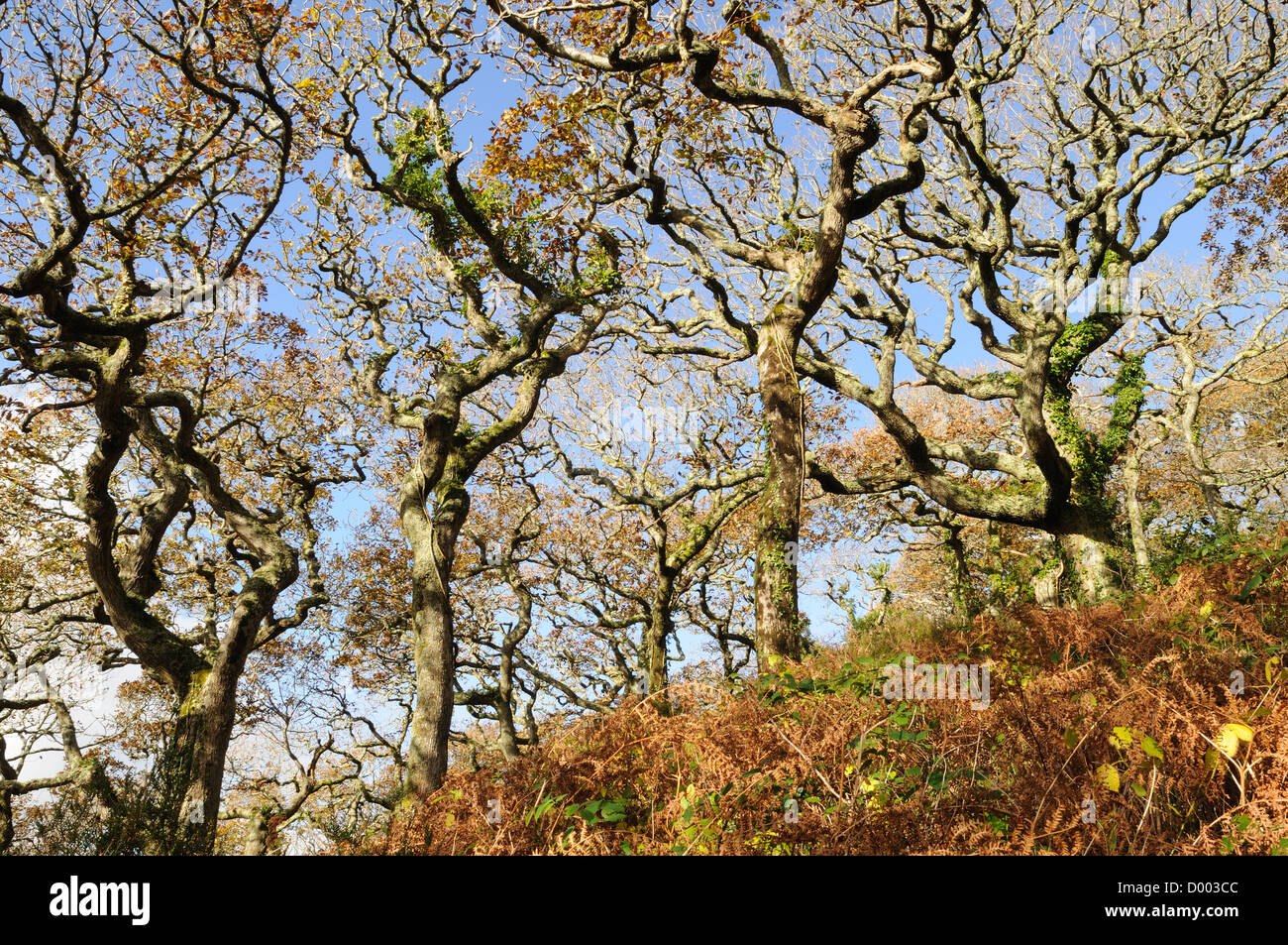 Lawrenny boschi in autunno antica foresta di lecci Pembrokeshire Wales Cymru REGNO UNITO GB Foto Stock