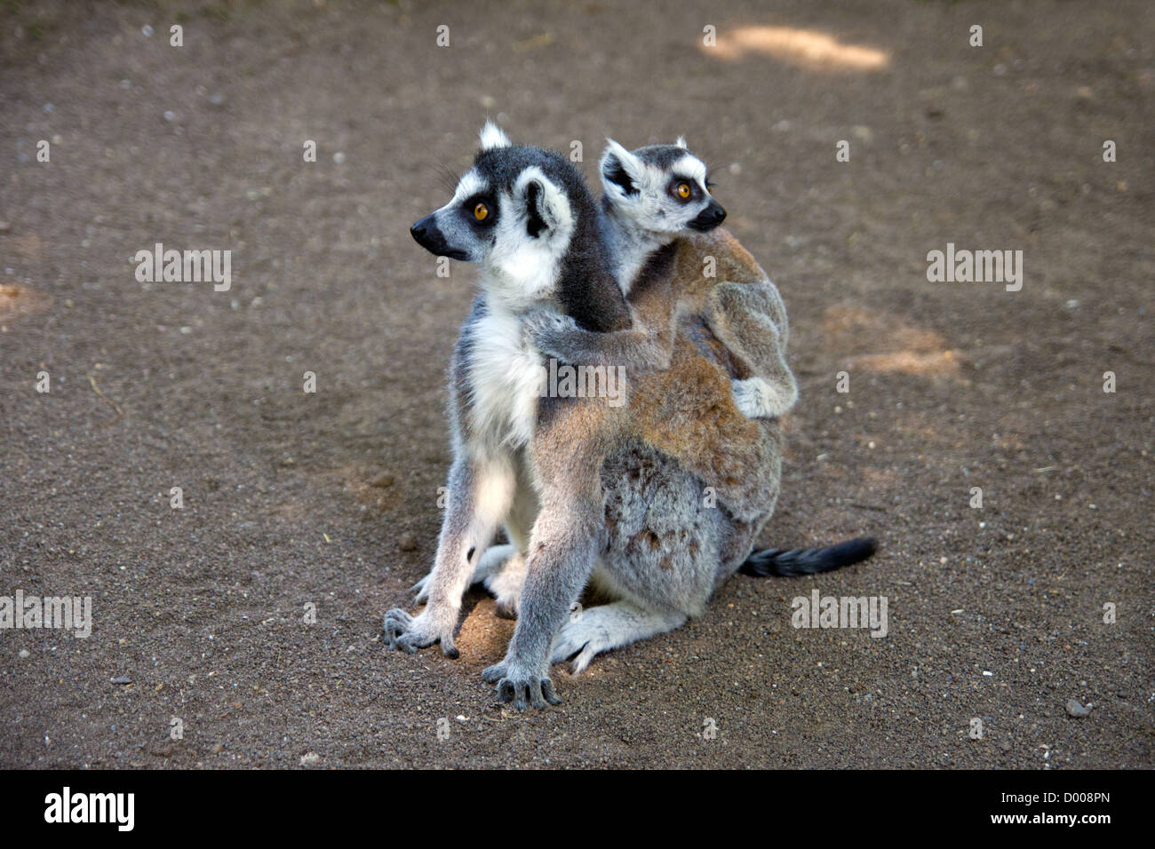 Un anello-tailed lemur con i giovani sul retro. Foto Stock