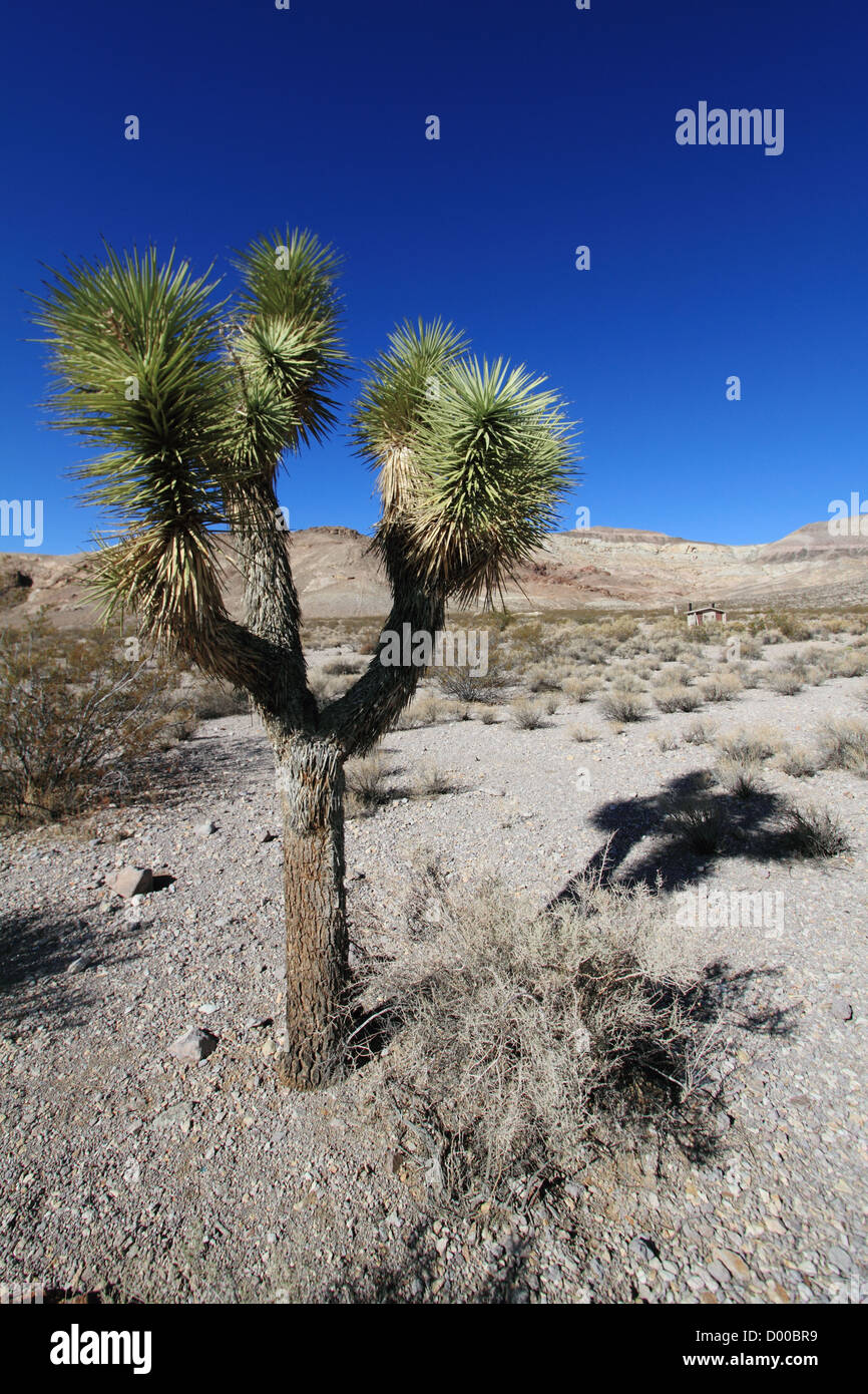 Joshua Tree nel deserto di Mojave in California, Stati Uniti d'America Foto Stock