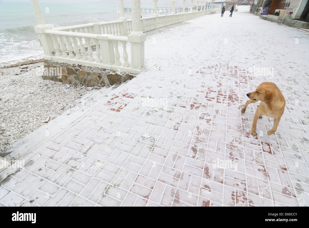 In inverno la neve cane mare mare giallo in una fredda il congelamento Foto Stock